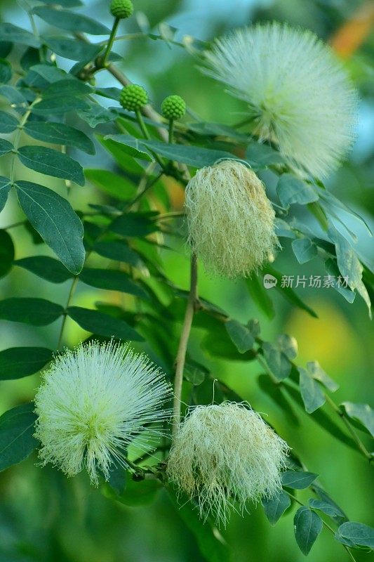 白萼花/白粉扑花